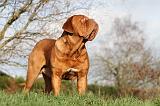 DOGUE DE BORDEAUX 221